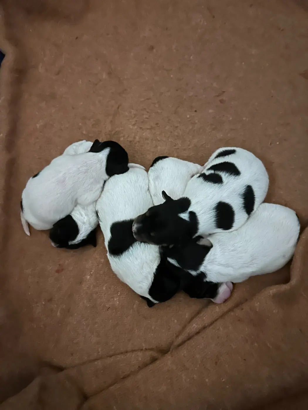 Camada de cachorros