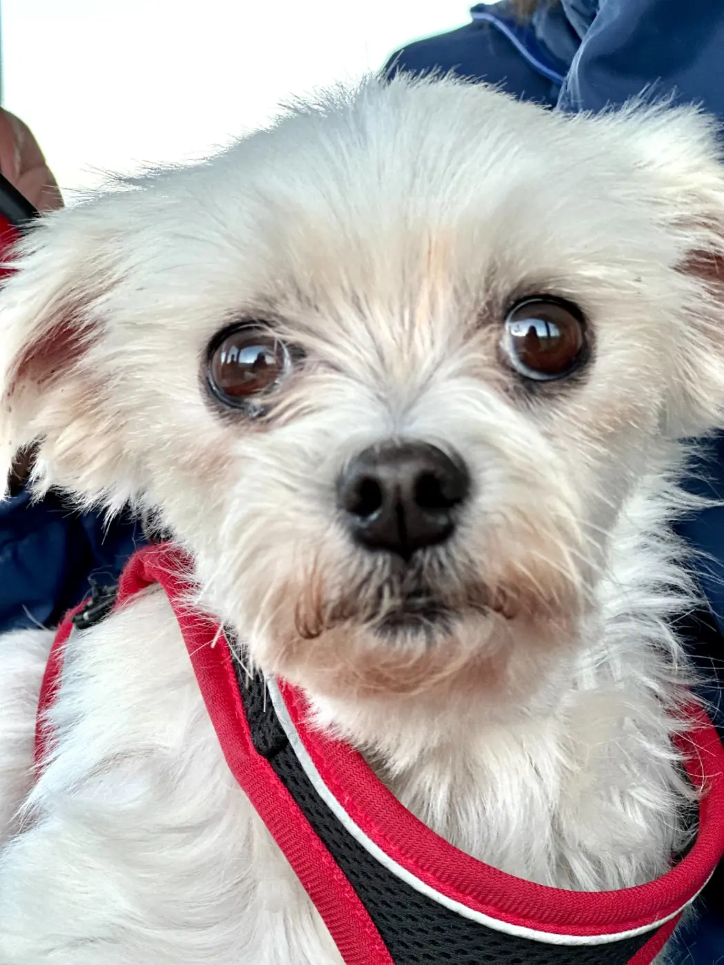 Perrito pequeño con arnés rojo