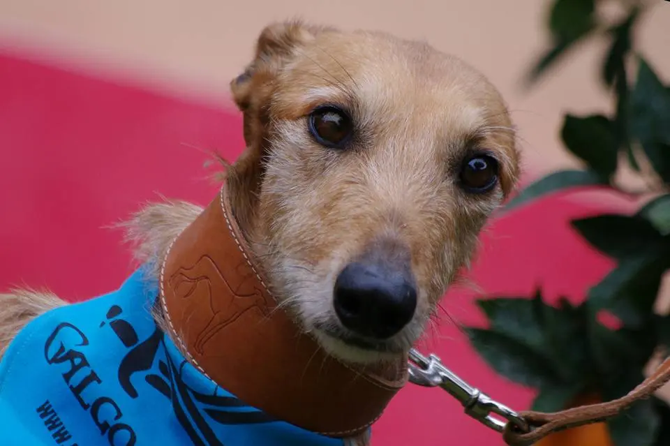 Perro con pañuelo azul