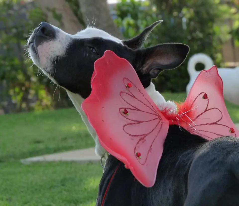 Perro con alas de disfraz