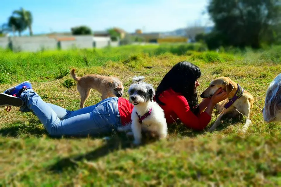Voluntarios jugando con perros en el césped